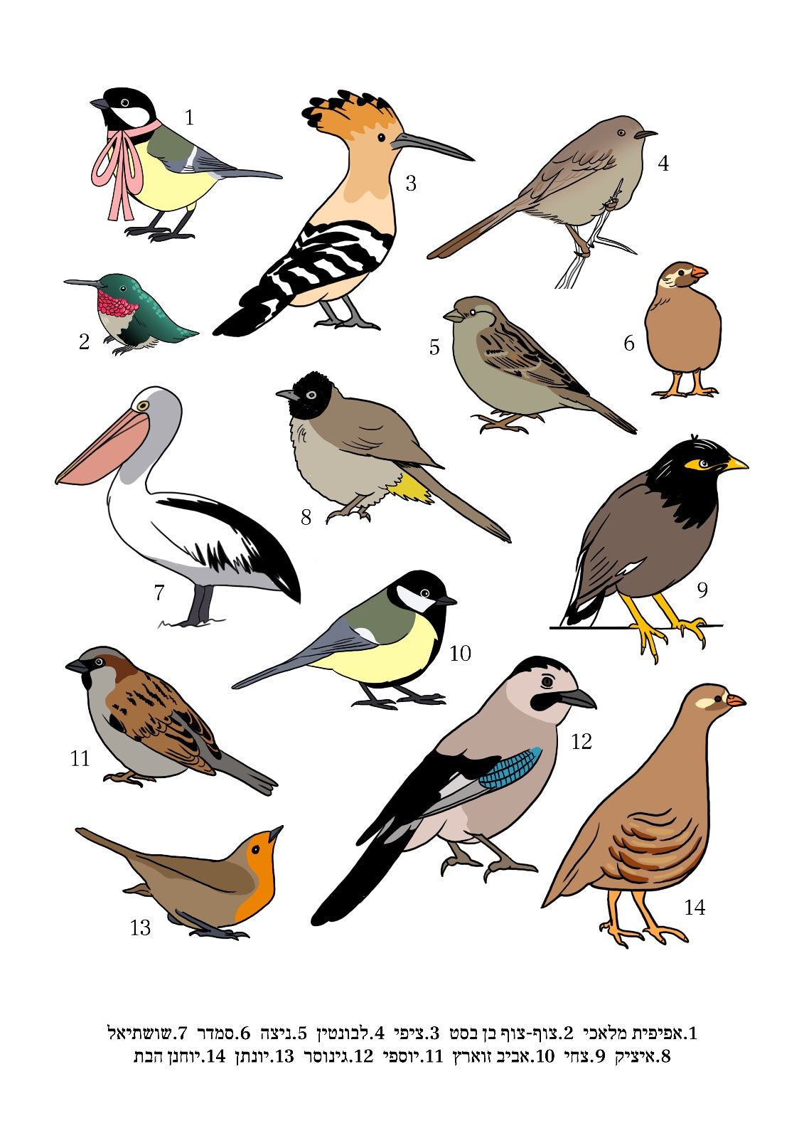 נעה כ״ץ | פרינט מקרא ציפורים