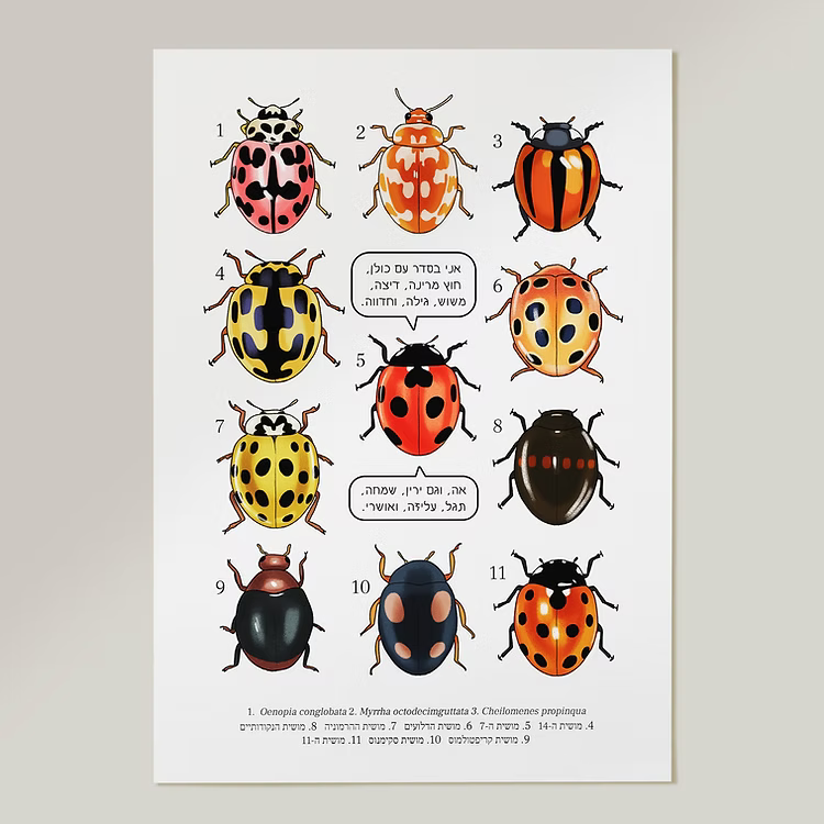 מועדון המושיות A4 נועה כץ | פרינט