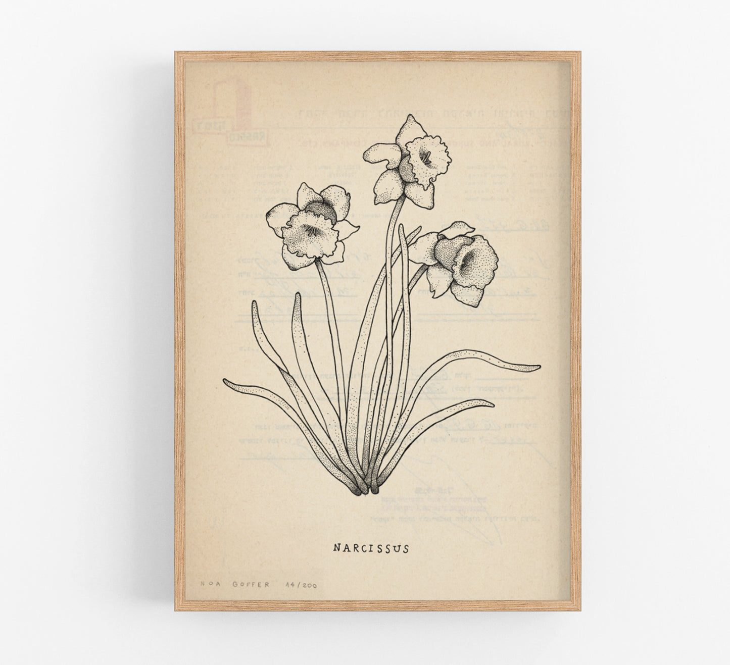נועה גופר | הדפס וינטג׳ פרח נרקיס