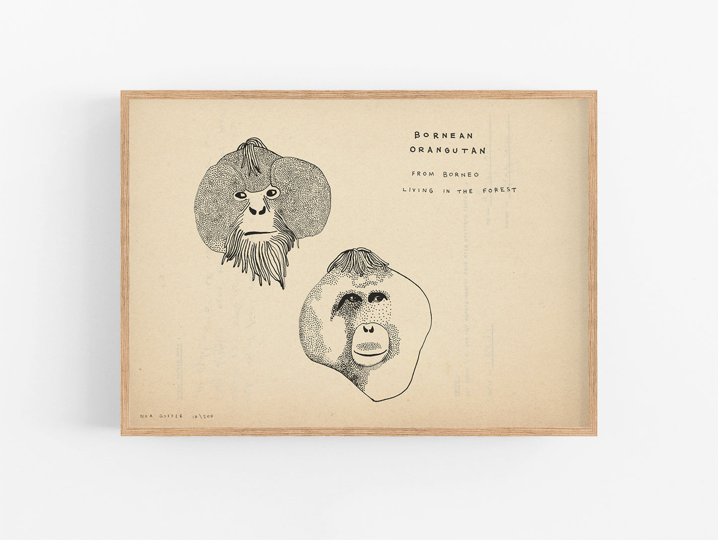 נועה גופר | הדפס וינטג׳ אורנגאוטן