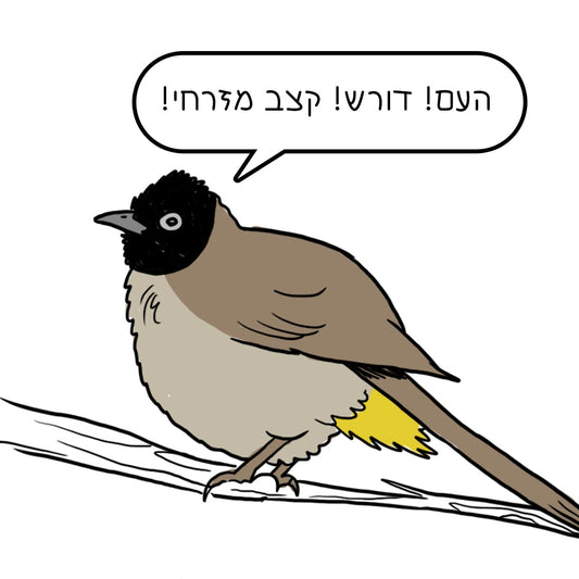נועה כץ | מגנט ״קצב מזרחי״
