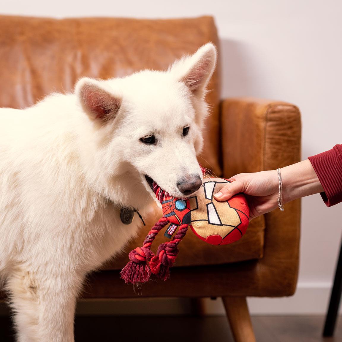 Dog Toy - Iron Man