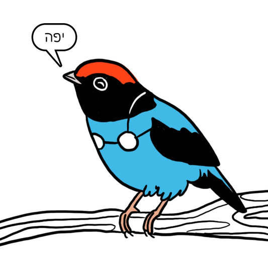 נעה כ״ץ | מגנט ״יפה״