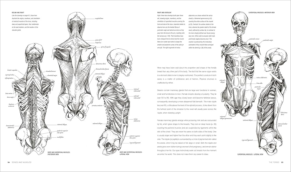 Anatomy for the Artist