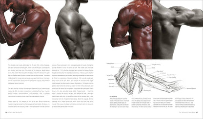 Anatomy for the Artist