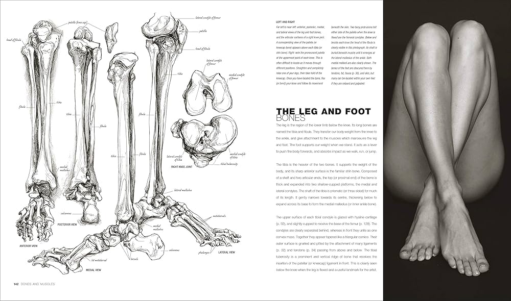 Anatomy for the Artist