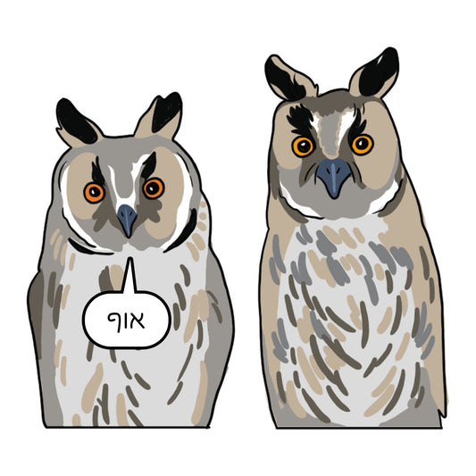 נועה כ״ץ | מגנט ״אוף״